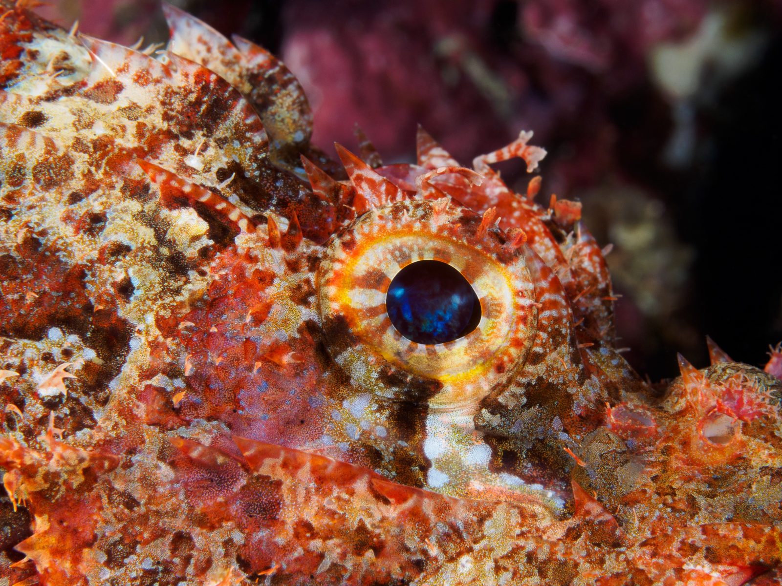 The Grin
