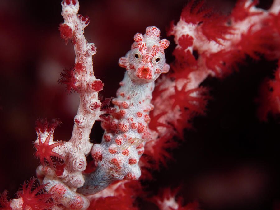 Among the Polyps — print