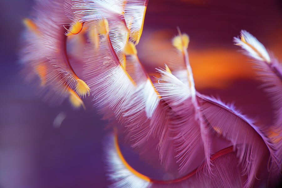 Ebb — print