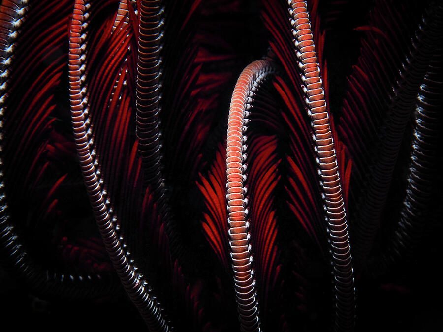 Fractals of the Sea 2 — print