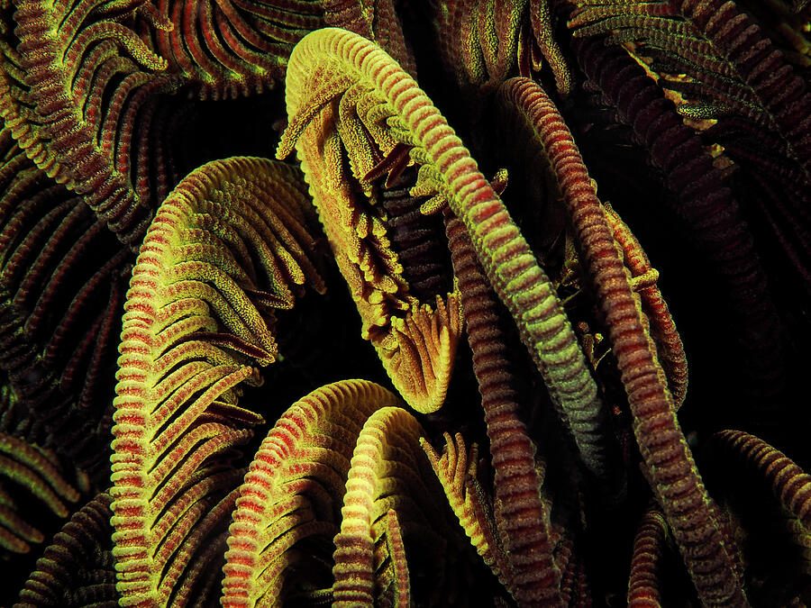 Fractals of the Sea 3 — print