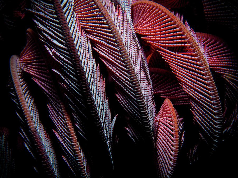 Fractals of the Sea 4 — print