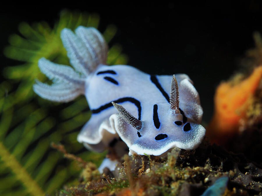 Painted on the Reef — print
