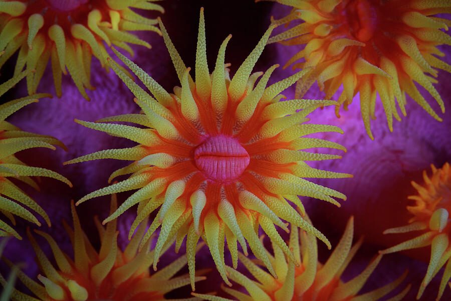 Sun Garden — print