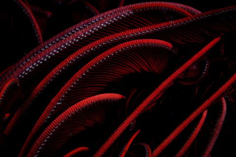 Untitled — underwater photo from Abstract