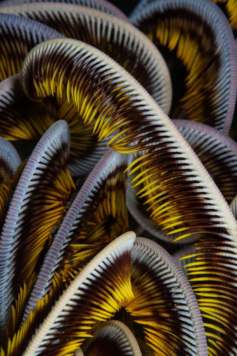 Untitled — underwater photo from Abstract