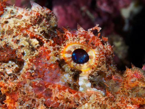 The Last Dragon — underwater photo from Abstract