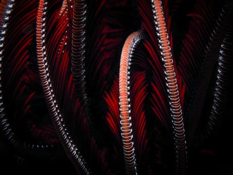 Untitled — underwater photo from Abstract