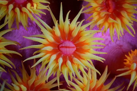 Sun Garden — underwater photo from Abstract