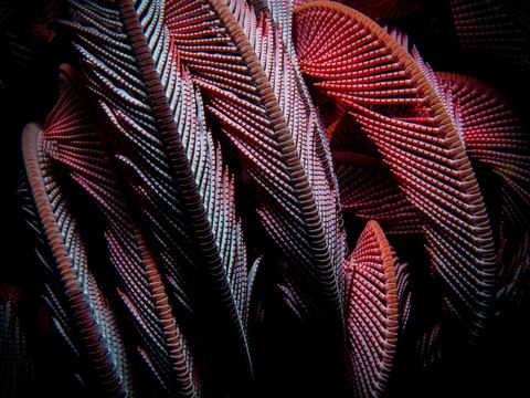 Untitled — underwater photo from Abstract