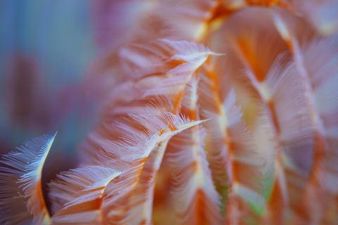 Drift — underwater photo from Abstract