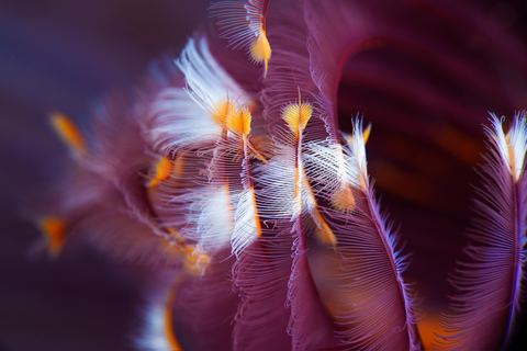 Whorl — underwater photo from Abstract