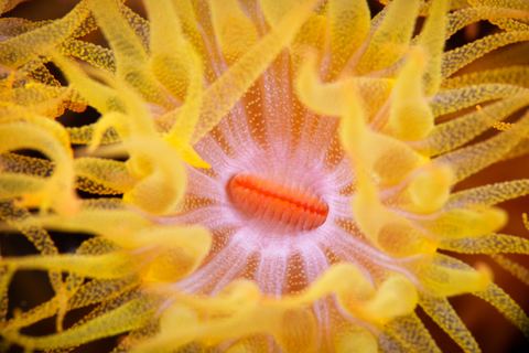 Bloom- Valencia — underwater photo from Abstract