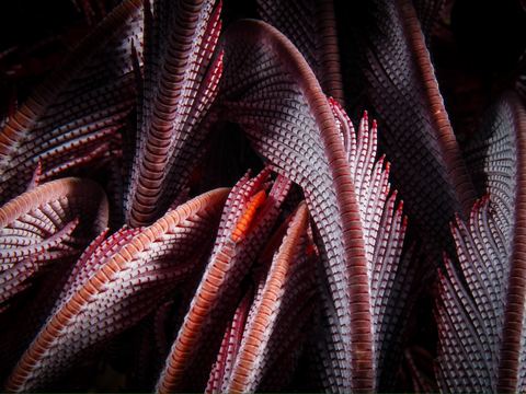 Untitled — underwater photo from Abstract