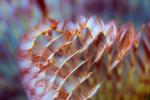Flow — underwater photo from Abstract