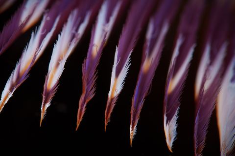 Take Flight — underwater photo from Abstract
