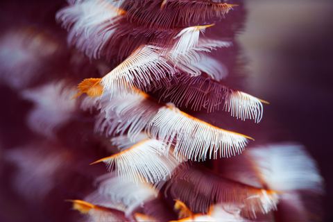 Entwined — underwater photo from Abstract