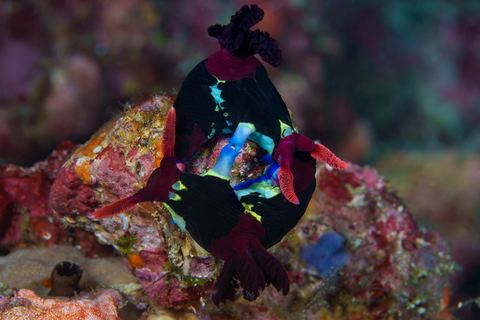 Circle of Life — underwater photo from Animal Behavior