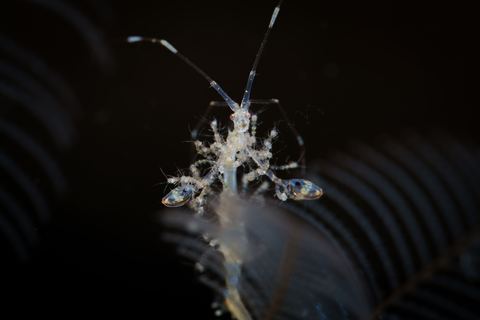 The Weight of Motherhood — underwater photo from Animal Behavior