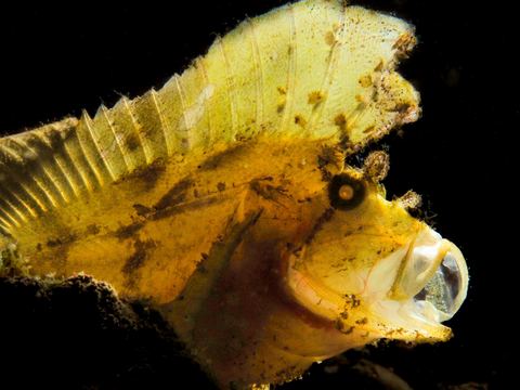 Standing Watch — underwater photo from Animal Behavior