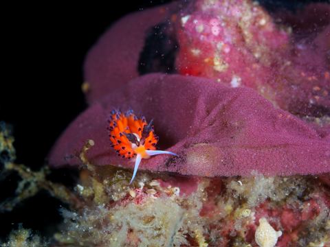 Fragile Beginnings — underwater photo from Animal Behavior