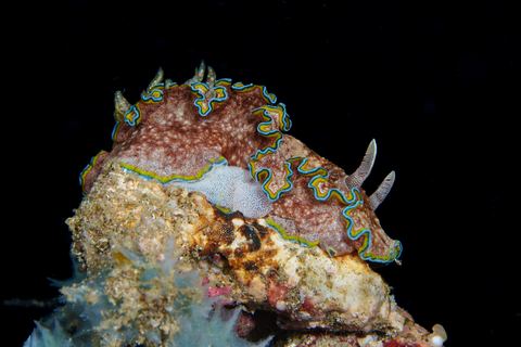 The Next Generation — underwater photo from Animal Behavior
