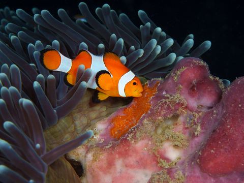 Kiss of Devotion — underwater photo from Animal Behavior