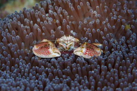 Untitled — underwater photo from Animal Behavior