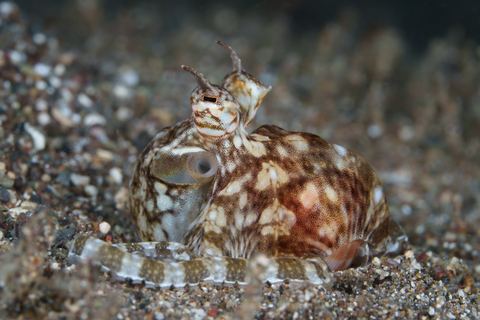 Untitled — underwater photo from Animal Behavior