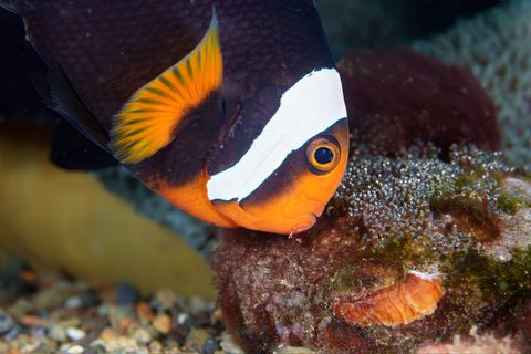 Untitled — underwater photo from Animal Behavior