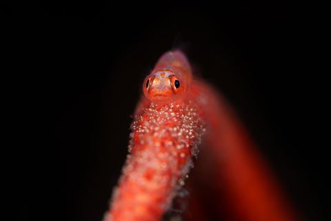 On Guard — underwater photo from Animal Behavior