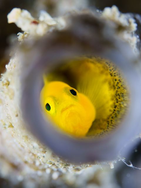 Hidden Nursery — underwater photo from Animal Behavior