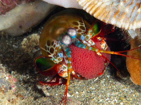 Untitled — underwater photo from Animal Behavior