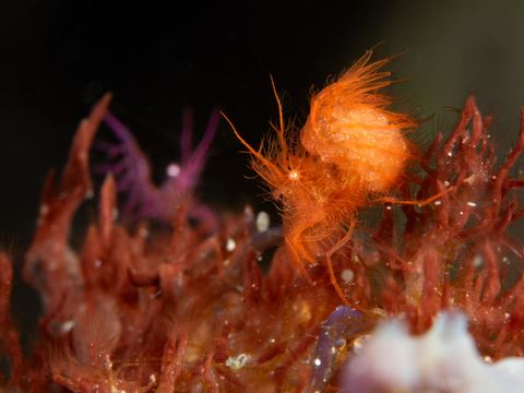 Carrying Tomorrow — underwater photo from Animal Behavior