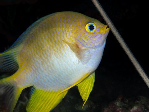 Devotion of a Damsel — underwater photo from Animal Behavior