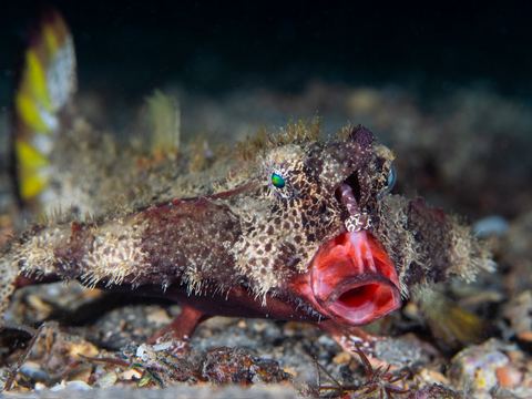 Untitled — underwater photo from Animal Behavior