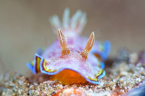 Untitled — underwater photo from Animal Portraits