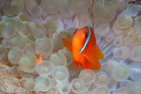 Mini Me — underwater photo from Animal Portraits
