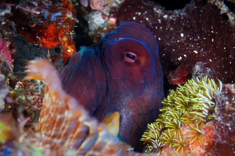 Untitled — underwater photo from Animal Portraits