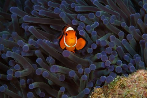 The Lookout — underwater photo from Animal Portraits