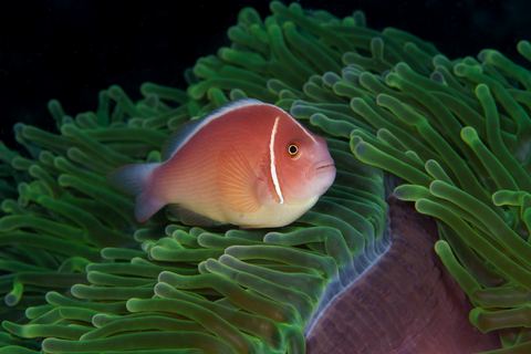 Untitled — underwater photo from Animal Portraits