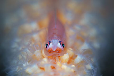 Nestled — underwater photo from Animal Portraits