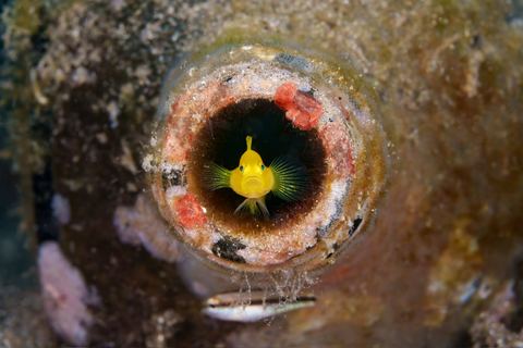 Secondhand Sanctuary — underwater photo from Animal Portraits
