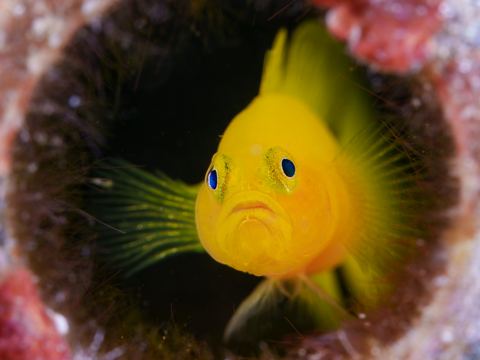 Untitled — underwater photo from Animal Portraits