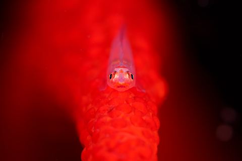Untitled — underwater photo from Animal Portraits