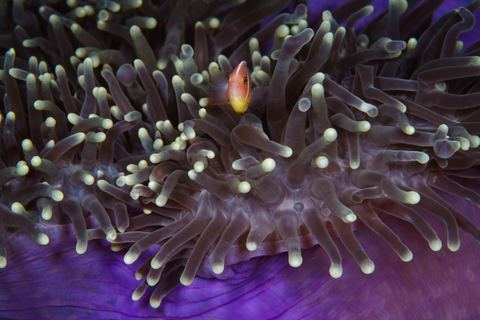 Tucked Away — underwater photo from Animal Portraits