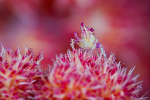 Confection — underwater photo from Animal Portraits