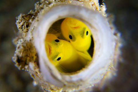 Double Occupancy — underwater photo from Animal Portraits