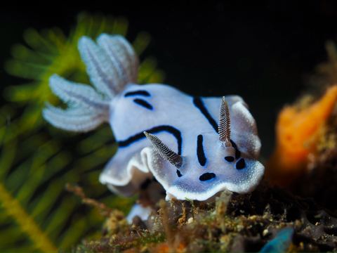 Painted on the Reef — underwater photo from Animal Portraits