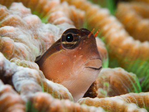 Untitled — underwater photo from Animal Portraits